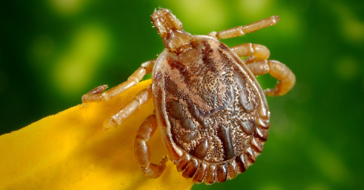 HOW ARE TICKS GETTING INSIDE MY HOME?